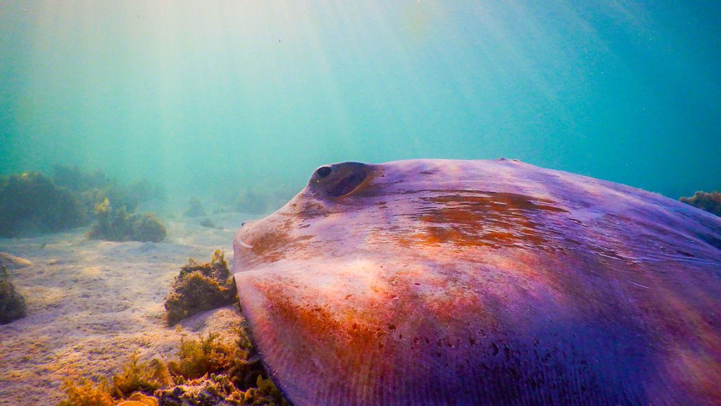 The Spiritual Stingray
