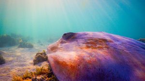 The Spiritual Stingray