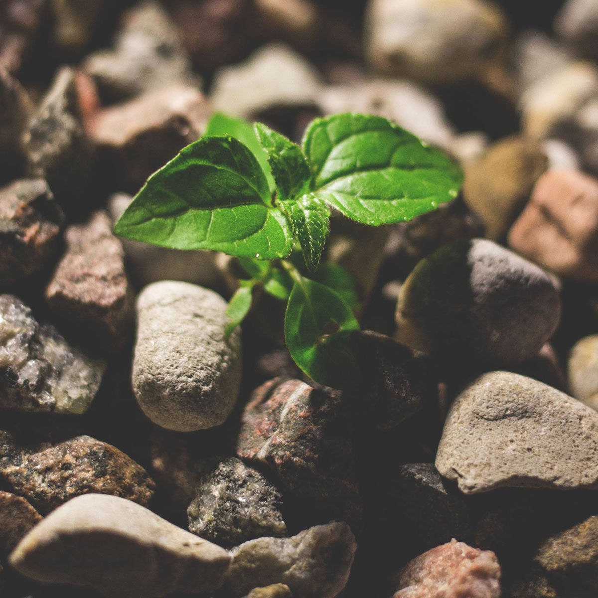 Stress & Growth